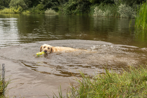Yellow Labrador Retriever Catching a Floating Toy in the Water