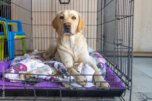 Alert Yellow Labrador Retriever Lying in a Dog Crate