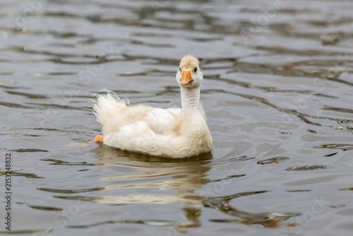Young white goose swimming in the water, goose, bird, chick, animal, winged, feathers, cute