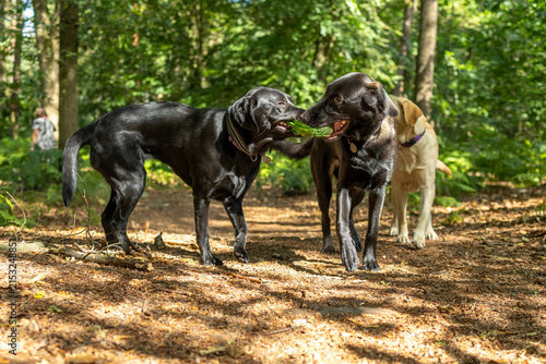 Labrador Retriever and Sheprador Playing Tug with a Green Dog Toy