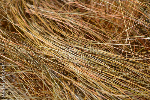 Fotografía Full frame shot of New Zealand hair sedge creating a rich texture of linear brow