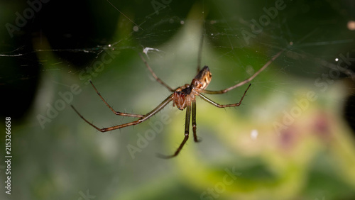 Cuadro en lienzo Bio Diversity - Linyphia triangularis - Common Hammock Weaver on Vegetation