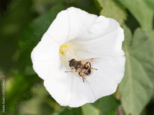 Konstfotografi Bio Diversity - Eristalis tenax - Drone Fly on Wildflower Blossom