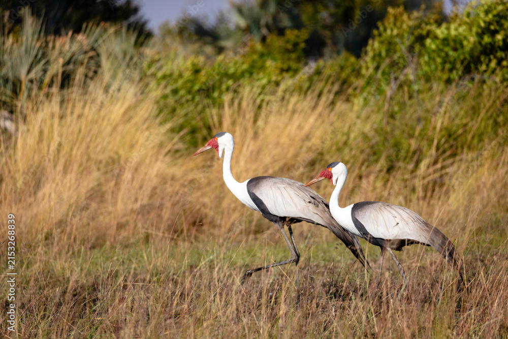 Obraz premium Wattled cranes (Bugeranus carunculatus) walking through long grass in the Okavango Delta, Botswana. This endangered African wetland bird in the pristine wilderness of one of Africa's iconic ecosystems
