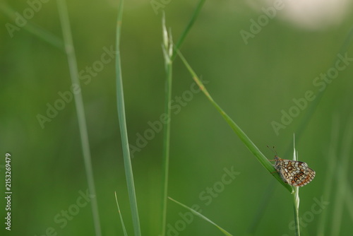 una farfalla melitaea athalia al tramonto in primavera