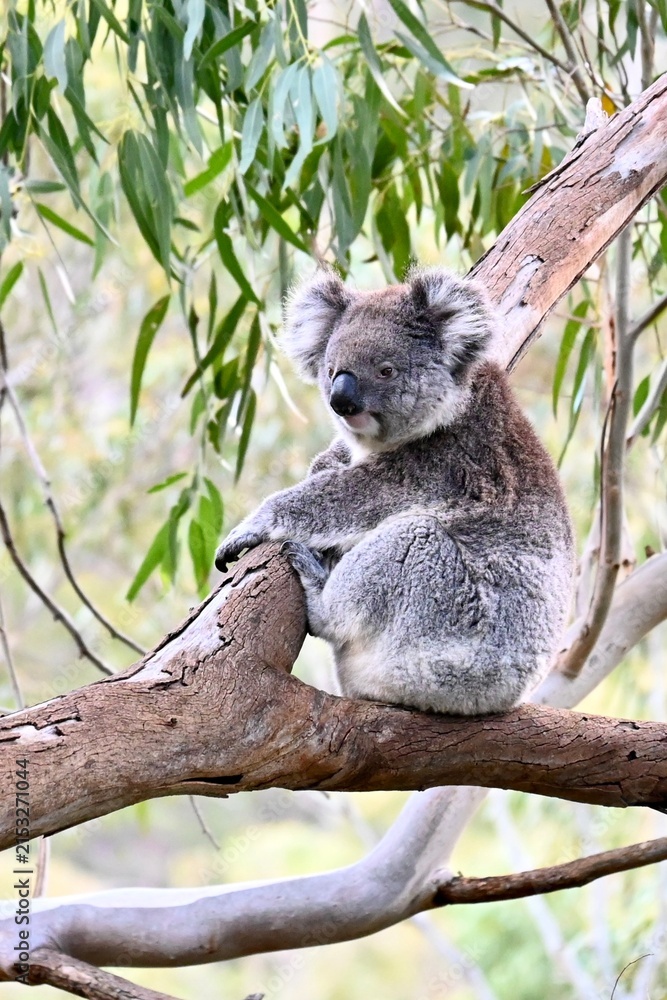Naklejka premium koala in tree