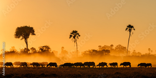 Herd of Cape buffalo (Syncerus caffer caffer) moving across the Okavango Delta at sunset in Botswana, silhouetted against a glowing African sky, capturing wildlife, wilderness and a safari landscape.