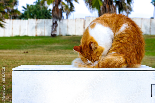 Foto Ginger and white stray cat grooming itself in park in Paphos, Cyprus