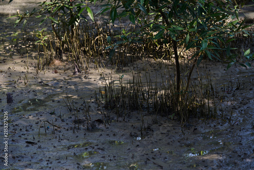 Mangrove trees with exposed pneumatophores on muddy tidal wetland