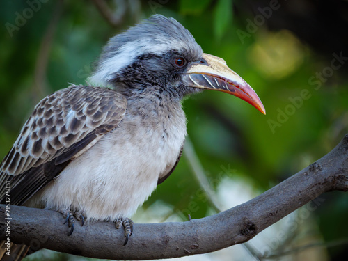 African grey hornbill (Lophoceros nasutus) perched in a tree in Botswana's Okavango Delta. This African bird represents the rich biodiversity and natural beauty of this premier wildlife destination.