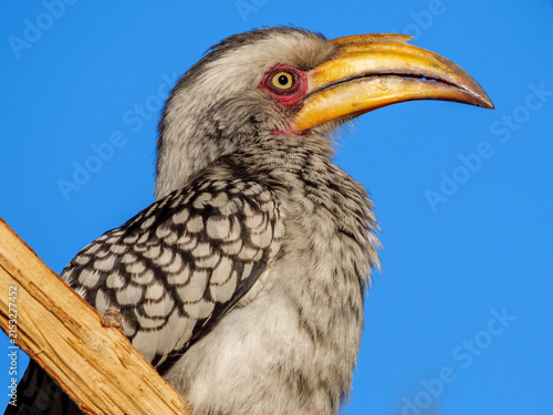 Southern yellow-billed hornbill (Tockus leucomelas) in the Okavango Delta, Botswana. This striking African bird showcases the rich biodiversity and natural beauty of this safari destination.