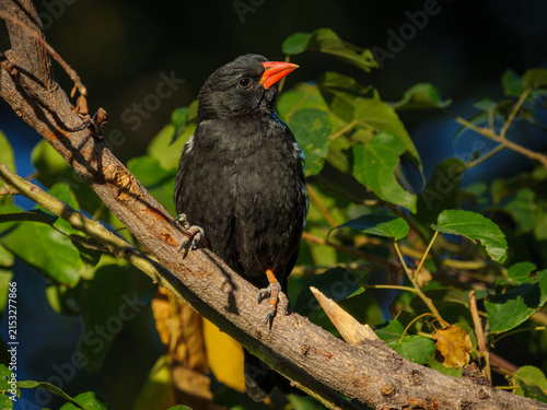 Red-billed buffalo weaver (Bubalornis niger) perched in a tree in Botswana's Okavango Delta. This African bird highlights the biodiversity and wildlife of one of Africa's premier safari destinations.