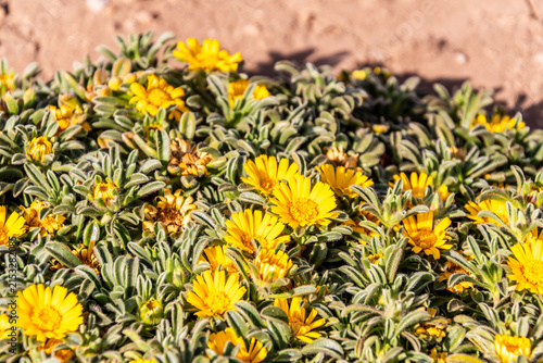 Pallenis maritima pertenece a la familia de Asteraceae.