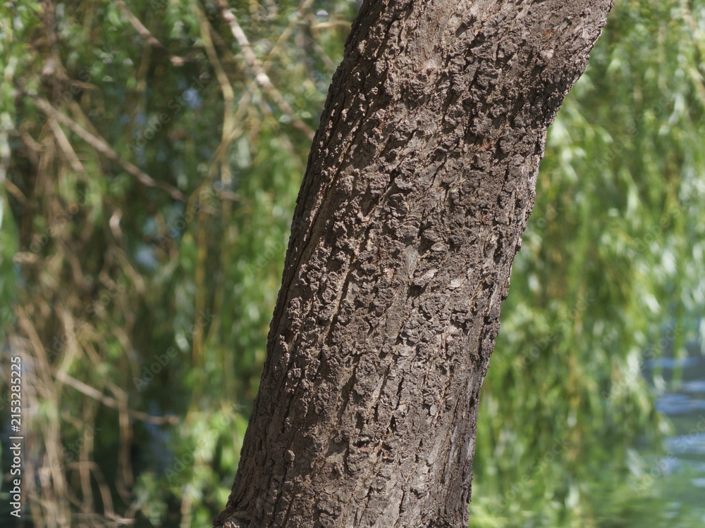 Fototapeta premium Textured Tree Trunk Detail with Blurred Green Foliage Background