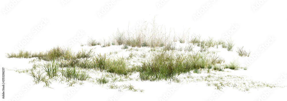 Fototapeta premium grass isolated on white/High-resolution coastal dune grass isolated on a clean white background, showcasing sharp natural details and delicate green textures.