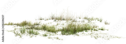 grass isolated on white/High-resolution coastal dune grass isolated on a clean white background, showcasing sharp natural details and delicate green textures.