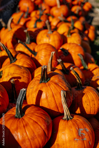 Colorful pumping details and background for autumn harvest and market theme. 