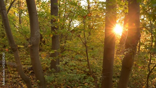 Cinematic autumn forest illuminated by warm sunset sunlight. Ideal peaceful nature background for commercial projects, meditation, and video editing.