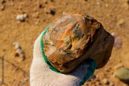Quadro su tela Natural patterned flint concretion held in a glove with a distinct transverse fr