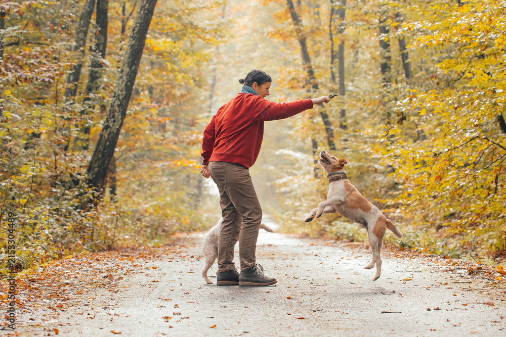 Obraz premium Woman having fun in a forest with her dogs early in an autumn morning.
