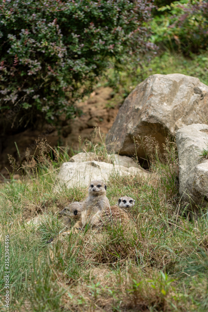 Fototapeta premium Group of meerkats resting together in grass among rocks