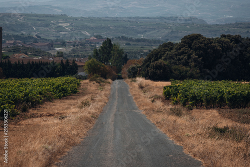 Scenic Road Through Vineyards, Picturesque Countryside Landscape in Wine Country