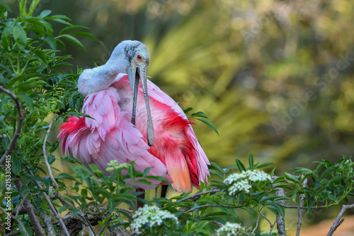 Photography Roseate spoonbill preening vivid pink feathers