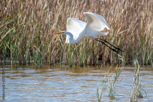 Obraz na plátně Great egret taking flight from marsh reeds