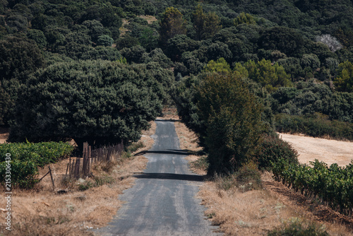 Scenic Road Through Vineyards, Picturesque Countryside Landscape in Wine Country