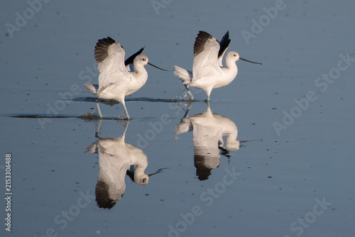 Konstfotografi Two avocets wading in shallow water