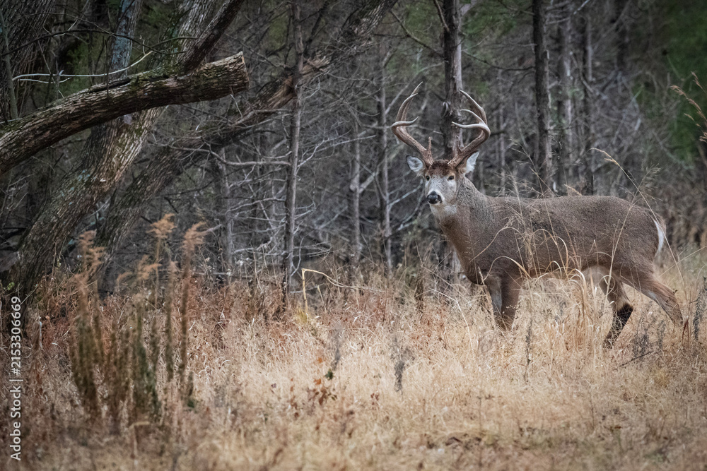Naklejka premium Mature buck standing alert in forest
