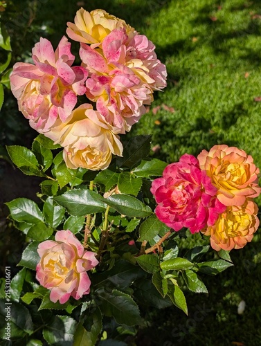 bunch of roses in Arboretum, Tampere 