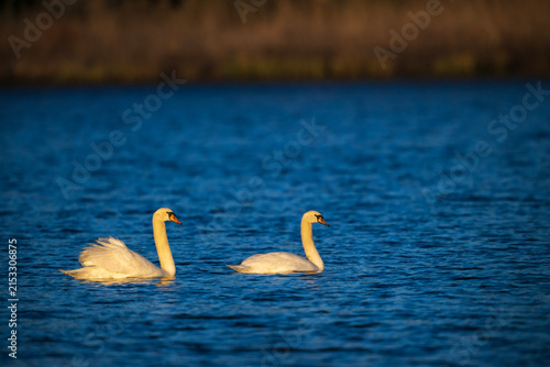 Obraz na płótnie Pair of mute swans on deep blue water
