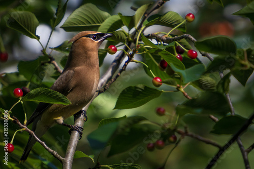 Cedar waxwing eating vivid red cherries