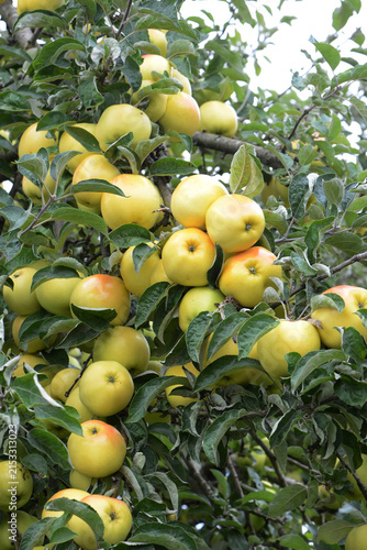 Apfel,  Malus domestica, reife Äpfel am Baum