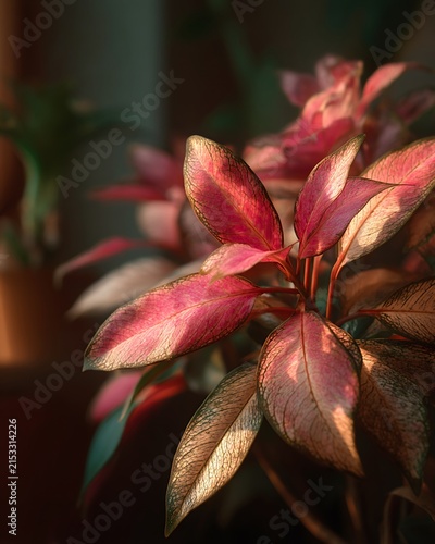 Close-up of pink aglaonema plant leaves in soft natural sunlight