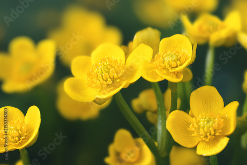 Close-up of Vibrant Yellow Marsh Marigold Flowers in Bloom.