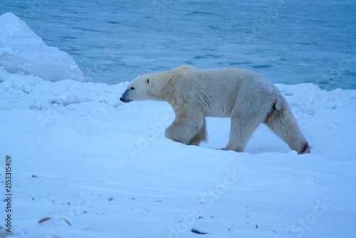 Polar Bear White Bear Churchill Canada