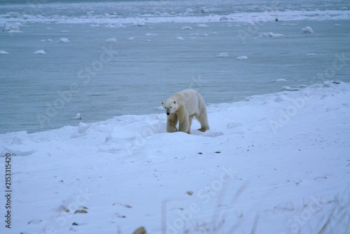 Polar Bear White Bear Churchill Canada