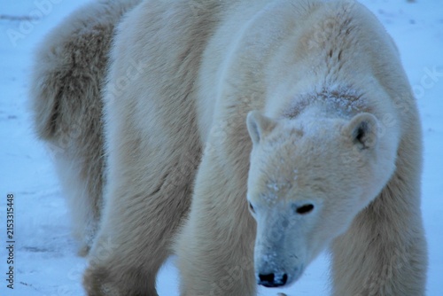 Polar Bear White Bear Churchill Canada