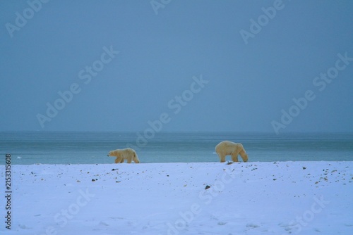 Polar Bear White Bear Churchill Canada