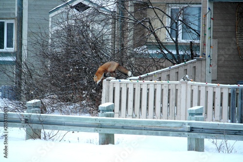 Red Fox Churchill Canada