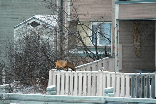 Red Fox Churchill Canada
