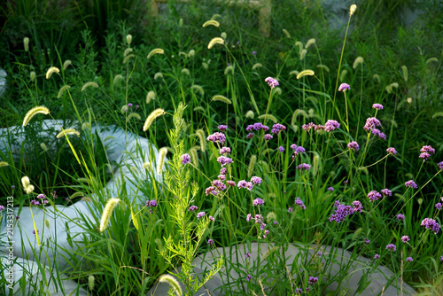 Purpletop Verbena Bonariensis Blooming Wild in Outdoor Garden Meadow