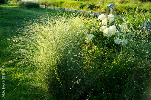 Reeds swaying in the wind on a clear day, gaura flowers, and white hydrangeas