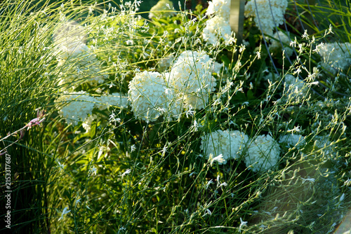 Gaura flowers and white hydrangeas swaying in the wind on a clear day