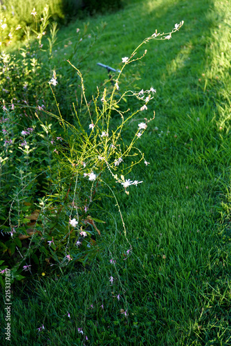 Gaura flowers swaying in the wind on a clear day and a green meadow