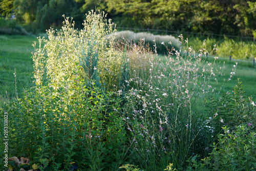 Wild Gaura Flowers Swaying in Outdoor Meadow on Sunny Day