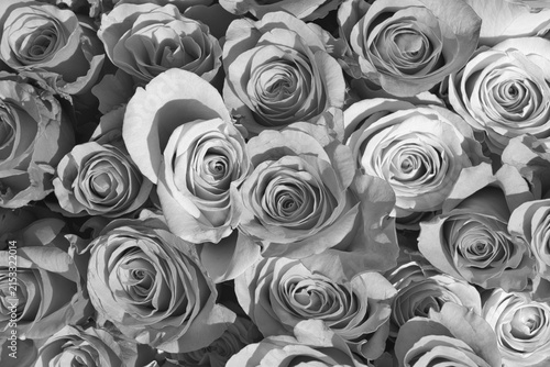 Obraz na plátně Blühende Rosen in einer einfarbigen Schwarz-Weiß-Aufnahme aus der Vogelperspektive