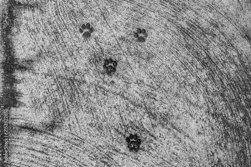 Obraz na płótnie Black and white texture of cat paw prints impressed on a rough weathered concret